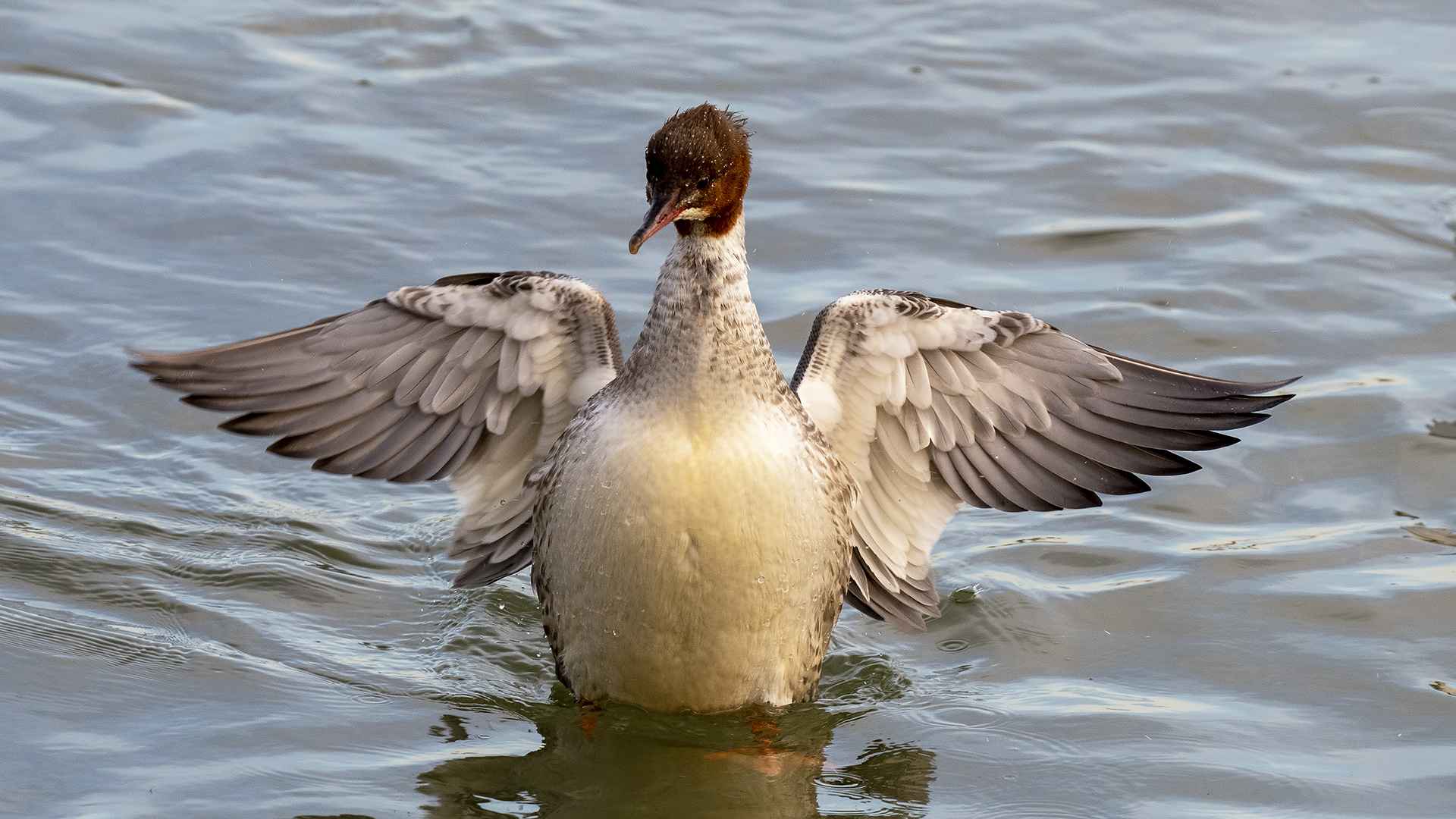 Common Merganser